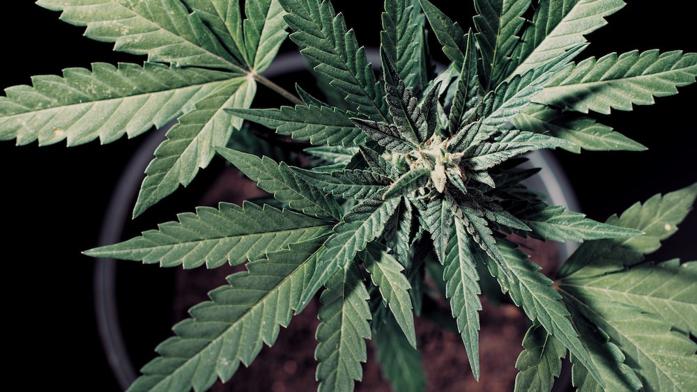 Les stratégies de distribution efficaces pour les produits CBD